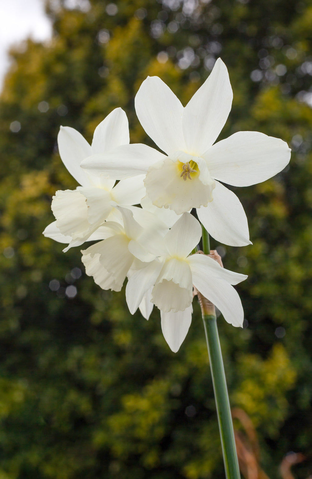 files/DafThalia.jpg